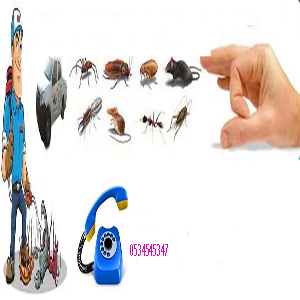 شركة مكافحة حشرات بالرياض