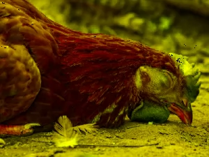 متحور إنفلونزا الطيور: منظمة الصحة العالمية تعلن عن أول وفاة بشرية