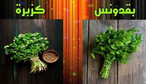 الفوائد الصحية لتناول الكزبرة والبقدونس