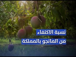 وصول نسبة الاكتفاء الذاتي من المانجو إلى 68% في الأسواق المحلية